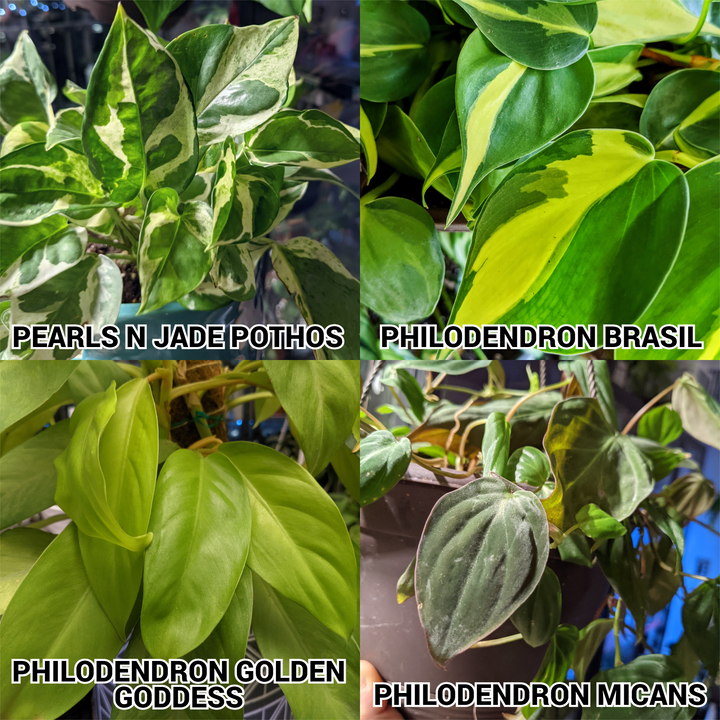 golden pothos philodendron Pothos & Philodendron Cuttings Mystery Box Bundle