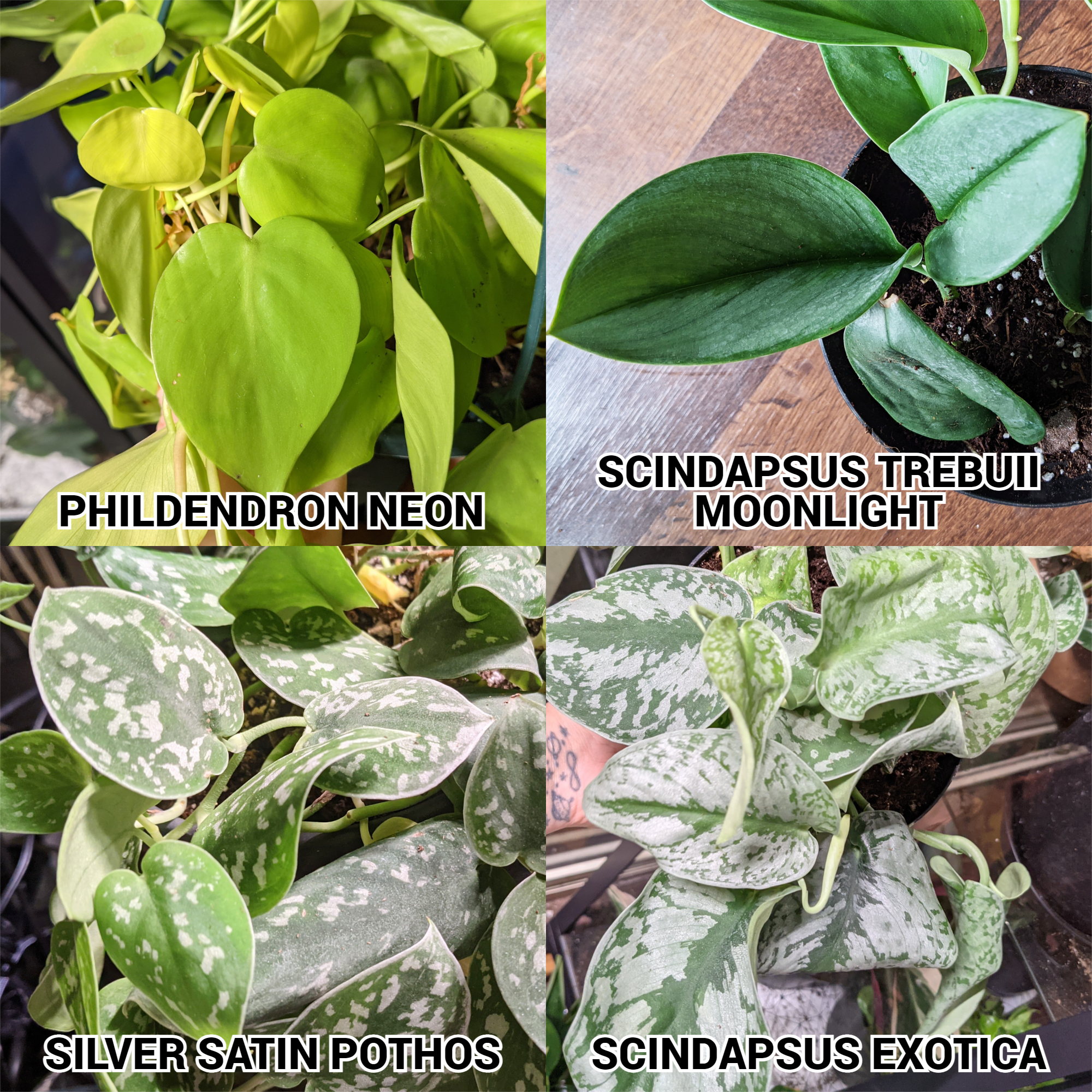 Pothos / Philodendron Cuttings Mystery Box