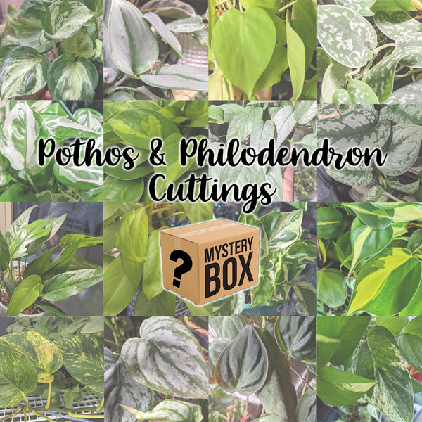 Pothos / Philodendron Cuttings Mystery Box