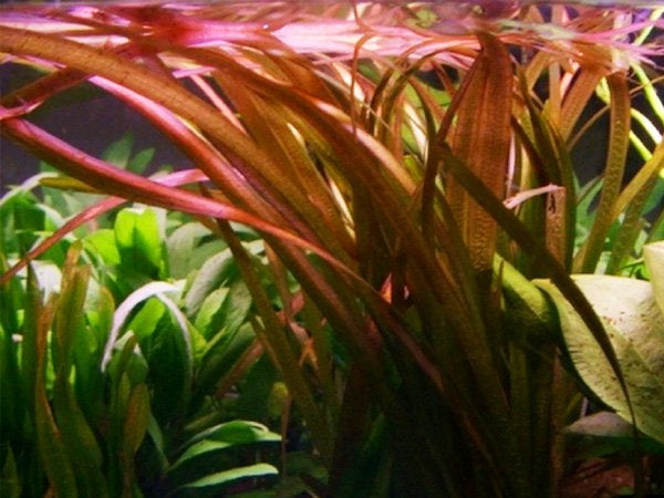 Red Jungle Vallisneria