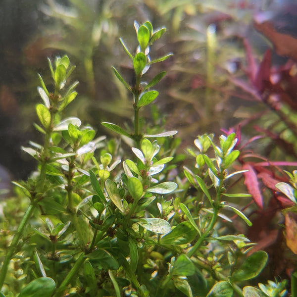 Rotala Bonsai