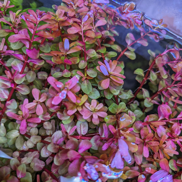 Rotala "Orange Juice"