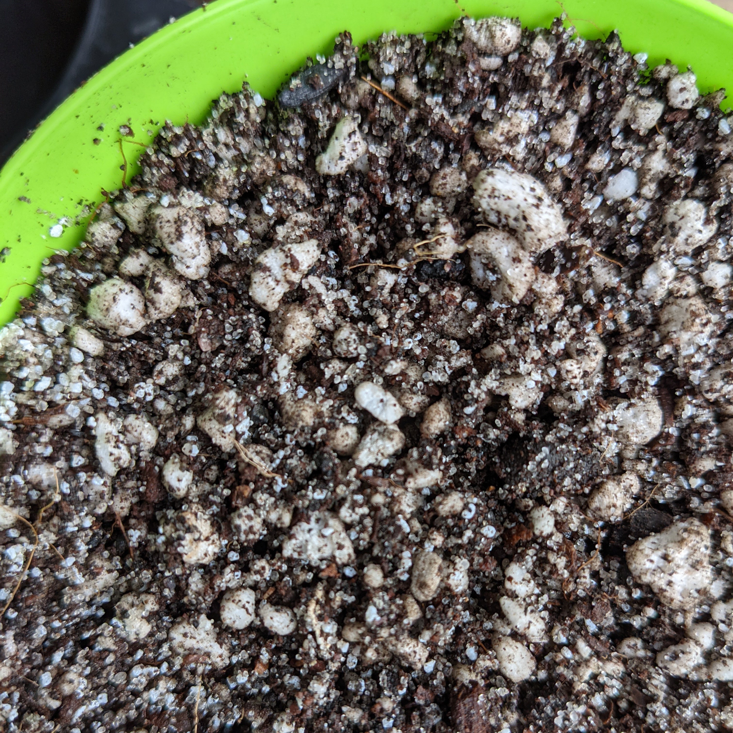 Premium Succulent & Cactus Potting Mix