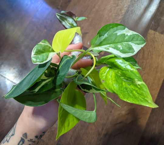Pothos / Philodendron Cuttings Mystery Box