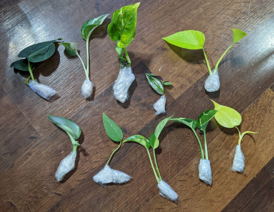 Pothos / Philodendron Cuttings Mystery Box