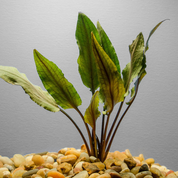 Cryptocoryne Undulata