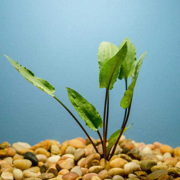 Cryptocoryne Wendtii "Green" - Windy City Aquariums