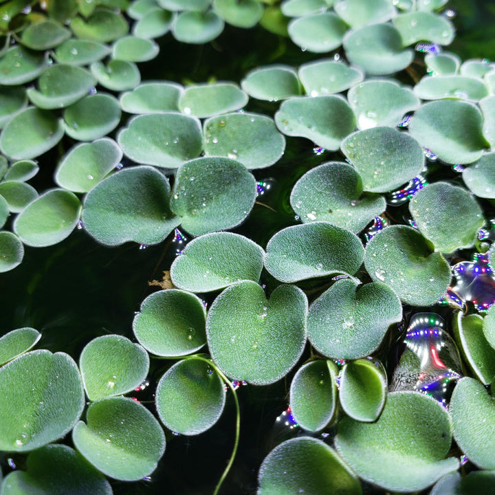 Salvinia Cuculatta - Windy City Aquariums