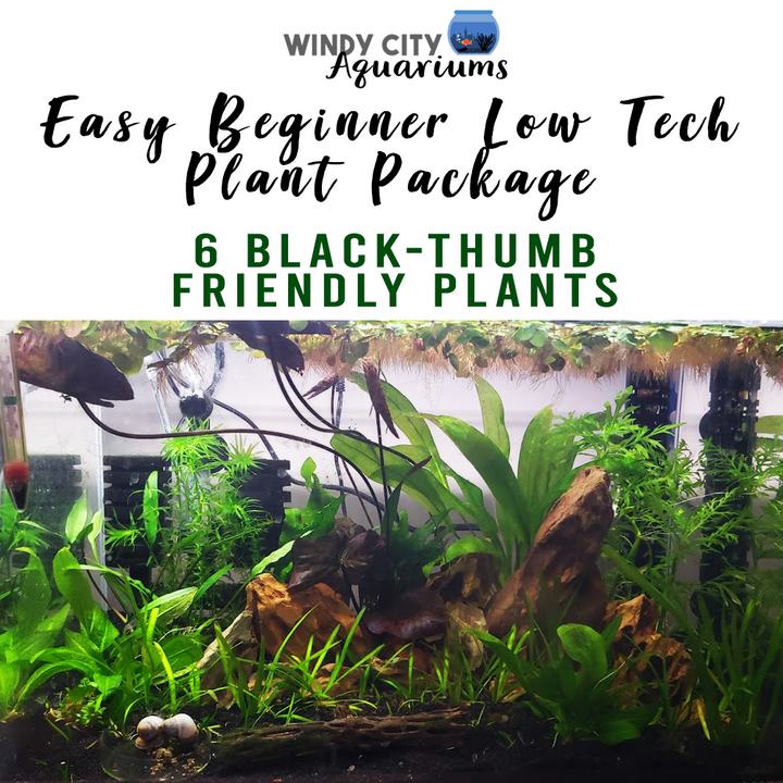 Easy Beginner Plant Package (6-Pack) - Windy City Aquariums