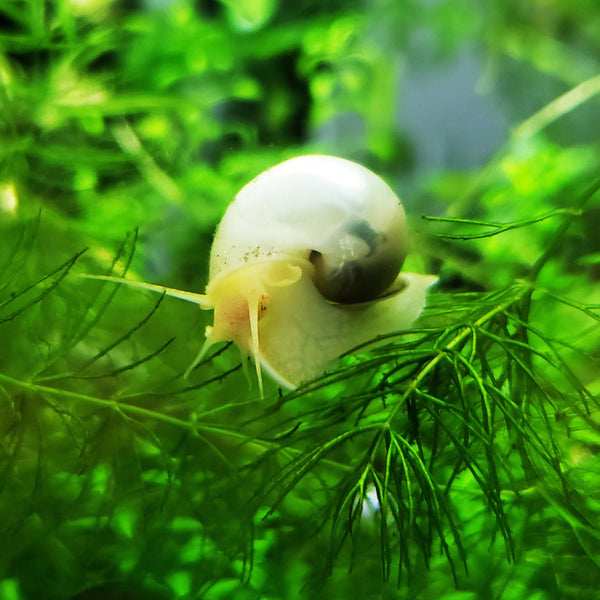 Ivory Mystery Snails (Pomacea Bridgesii) - Windy City Aquariums