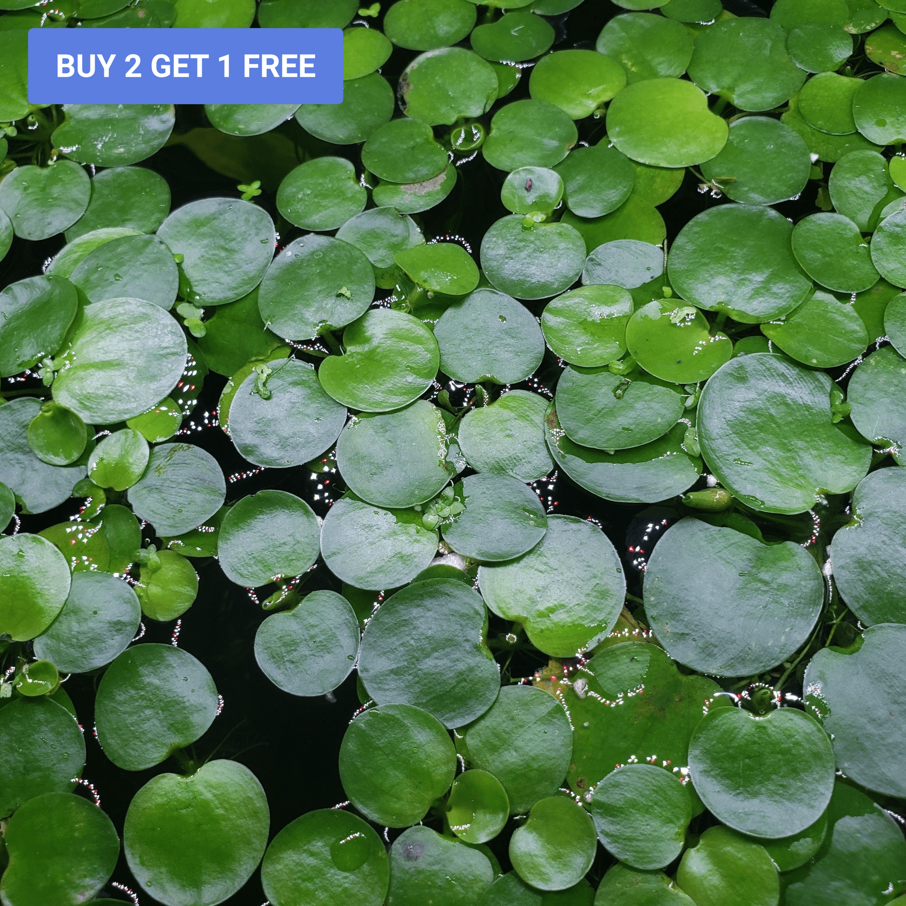 Amazon Frogbit | Live Floating Aquarium Plants | Windy City Aquariums