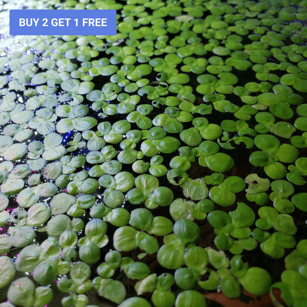 Giant Duckweed (Spirodela polyrhiza) - Windy City Aquariums