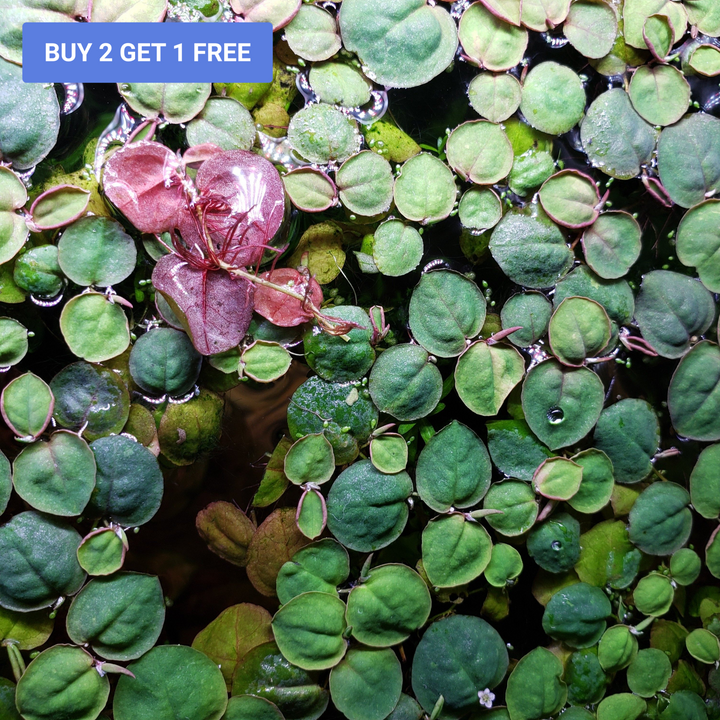 Red Root Floaters - Windy City Aquariums