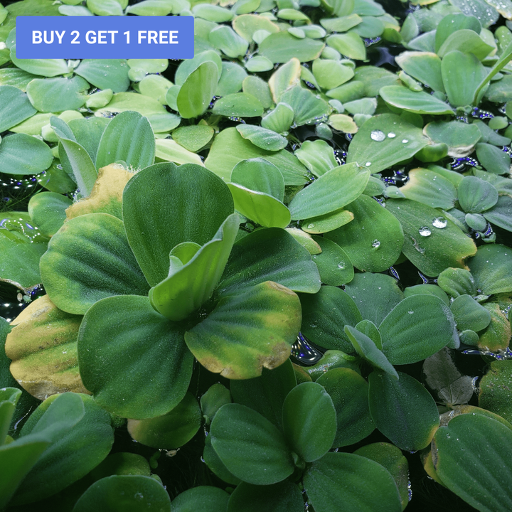 Dwarf Water Lettuce - Windy City Aquariums