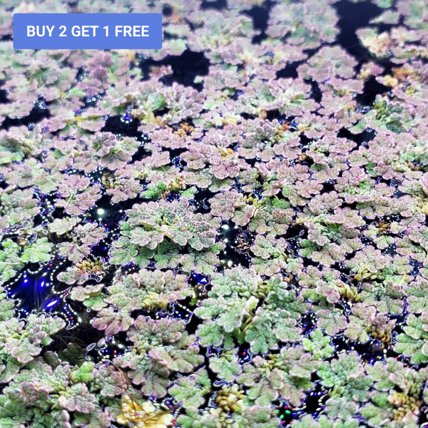 Azolla (Fairy Moss) - Windy City Aquariums