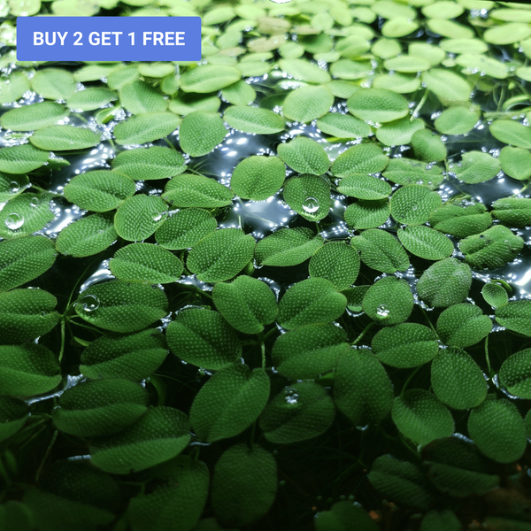 Salvinia Minima - Windy City Aquariums