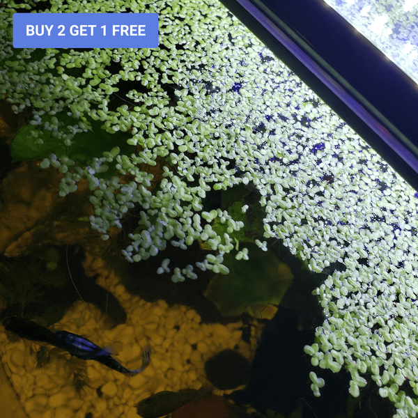 Duckweed - Windy City Aquariums