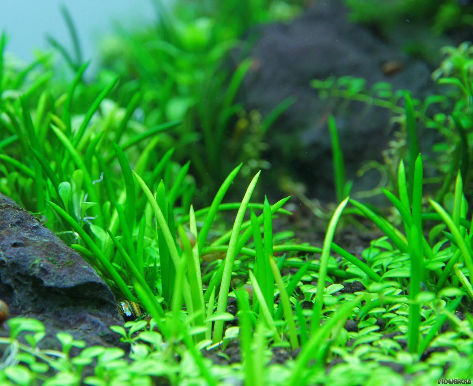 Littorella Uniflora - Windy City Aquariums