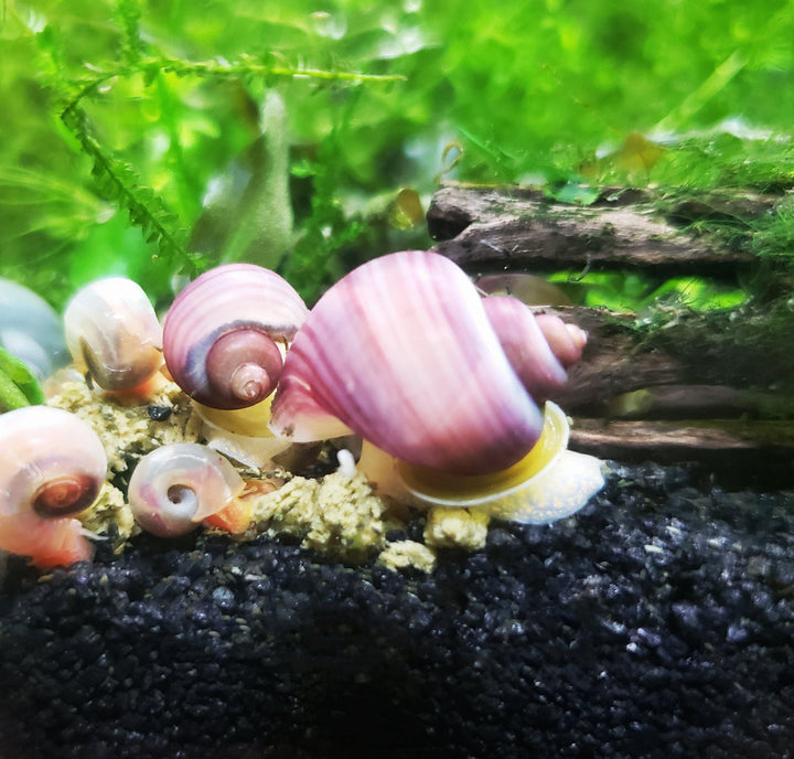 Magenta Mystery Snails (Pomacea Bridgesii) - Windy City Aquariums