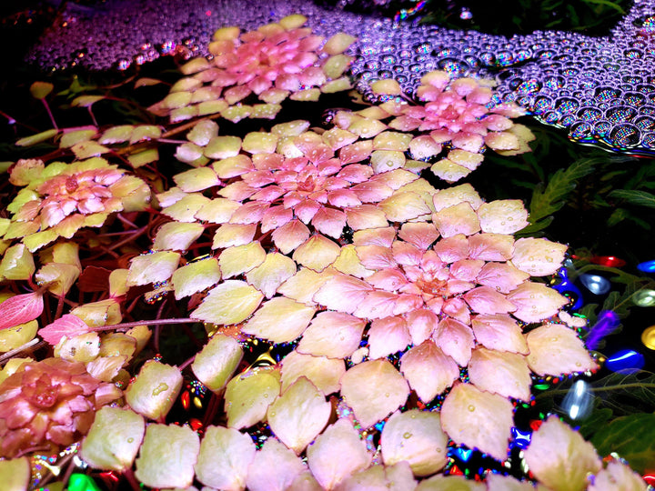 Mosaic Plant (Ludwigia Sedoides) - Windy City Aquariums