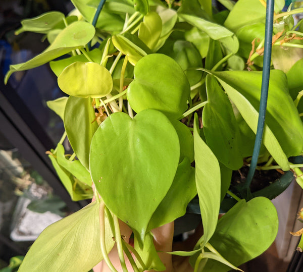 Philodendron "Neon"