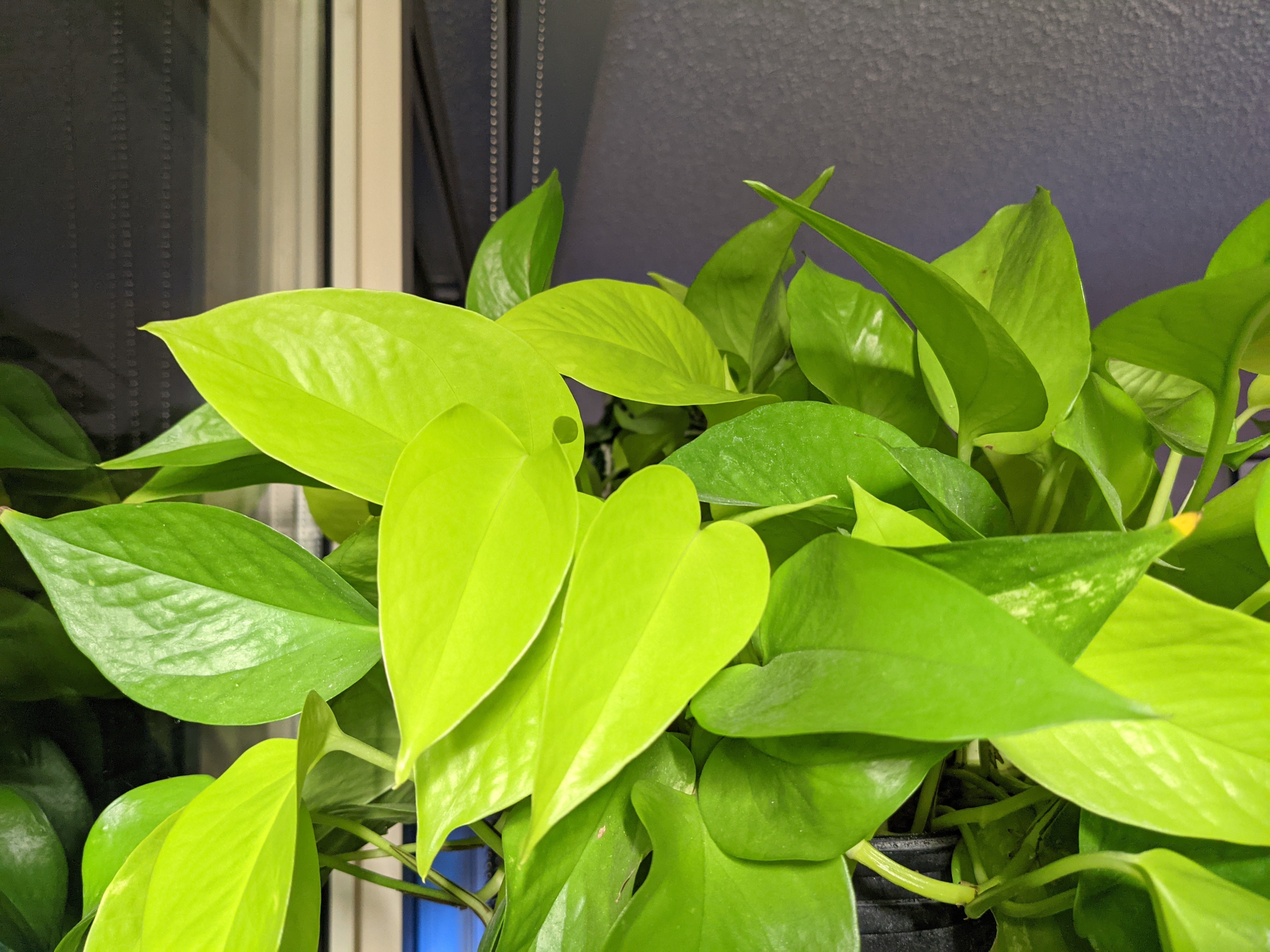 Neon Pothos