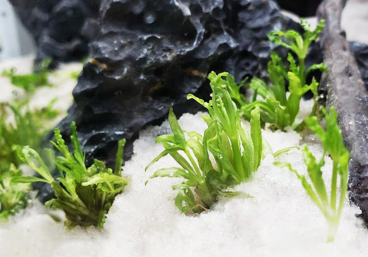 Pogostemon Helferi - Windy City Aquariums
