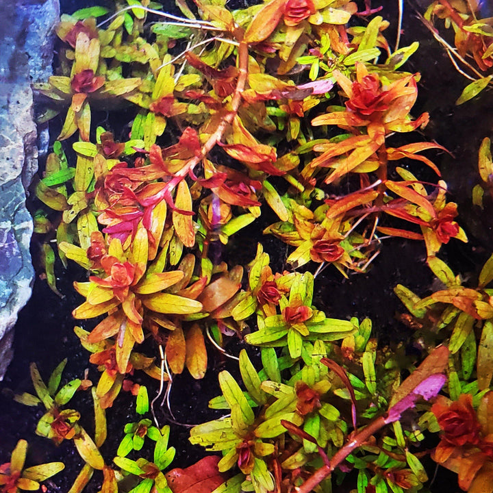 Rotala Macrandra - Windy City Aquariums