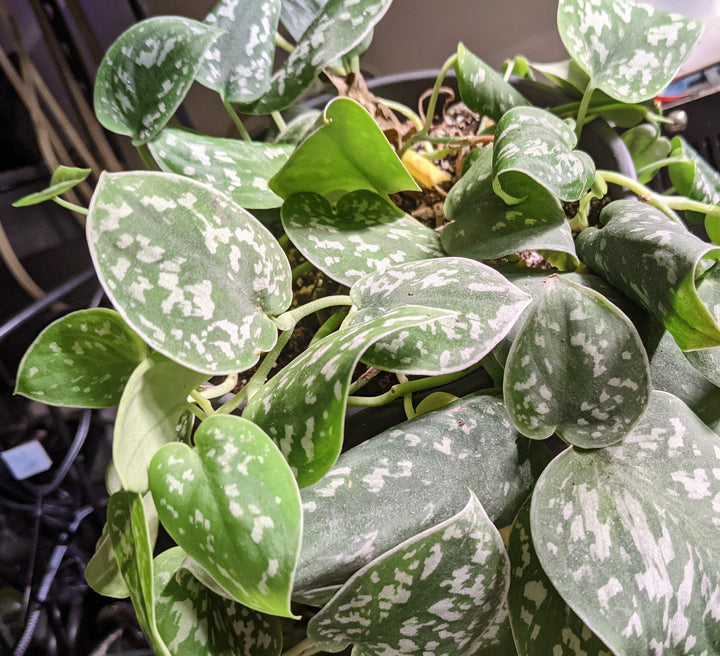 satin pothos argyraeus Scindapsus Pictus "Argyraeus" | Shop Houseplants